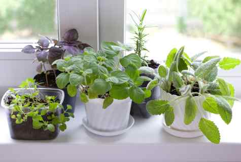 How to grow up house cucumbers on windowsill