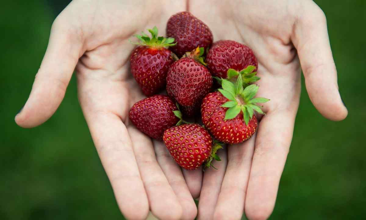 How to look after strawberry in the summer that there was good harvest