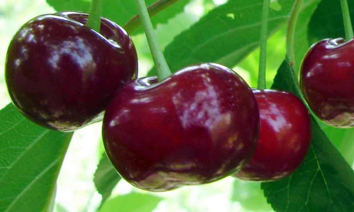 Grade of Vladimir cherry: characteristics and description