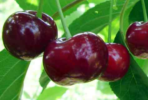 Grade of Vladimir cherry: characteristics and description