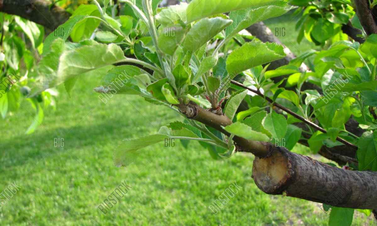 What way of inoculation is better for apple-trees