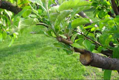 What way of inoculation is better for apple-trees