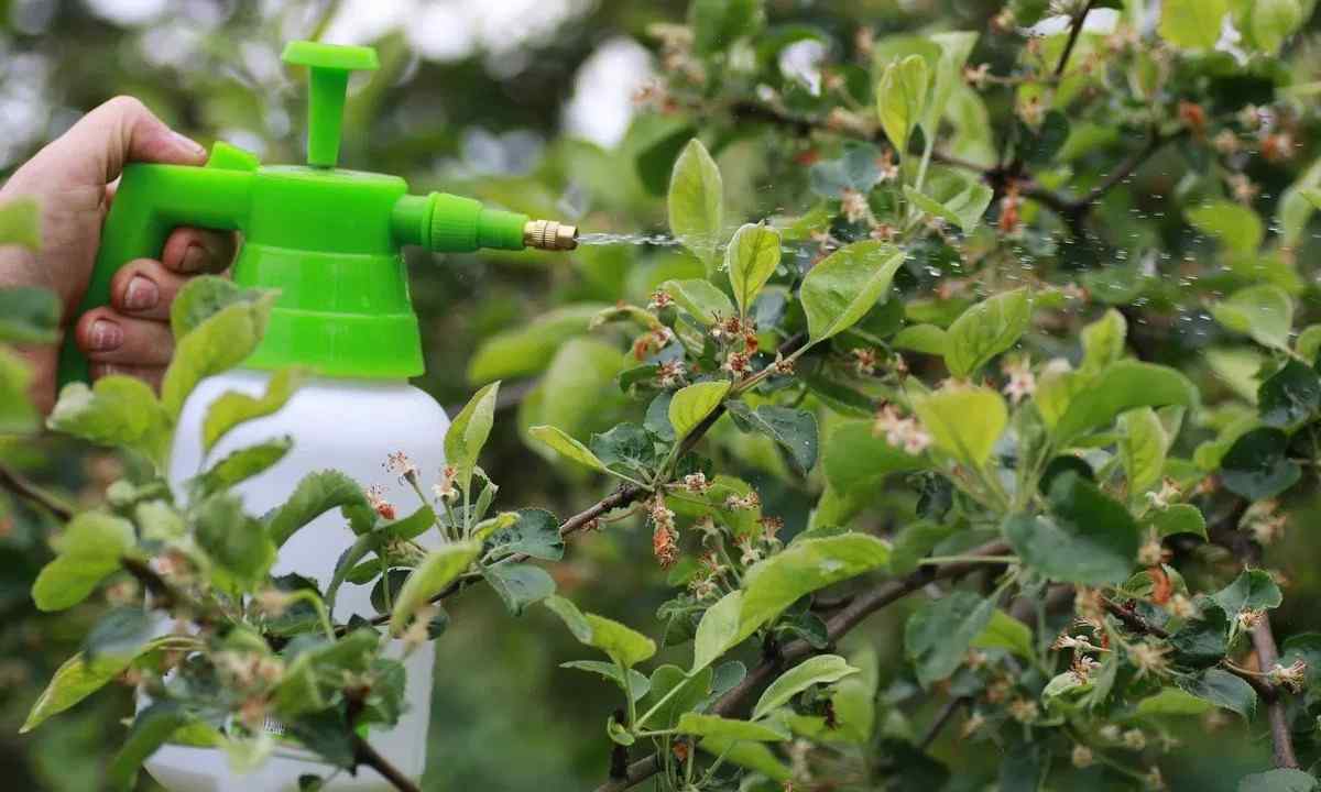 What to spray trees after blossoming from wreckers and diseases with