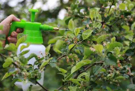 What to spray trees after blossoming from wreckers and diseases with