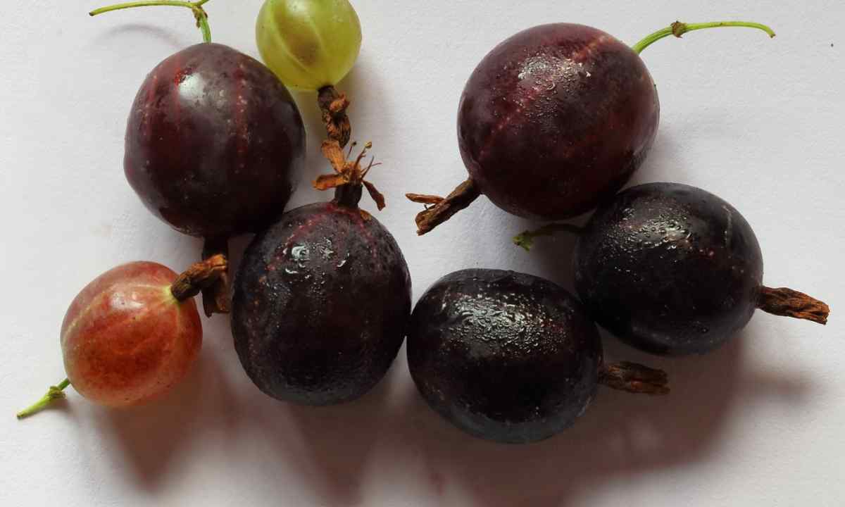 What hybrids of currant and gooseberry exist