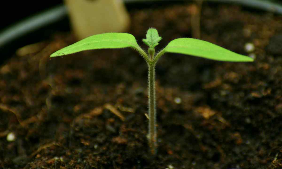 How to grow up good seedling of tomatoes