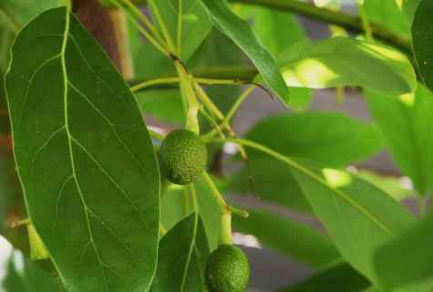 How to grow up fruit-tree