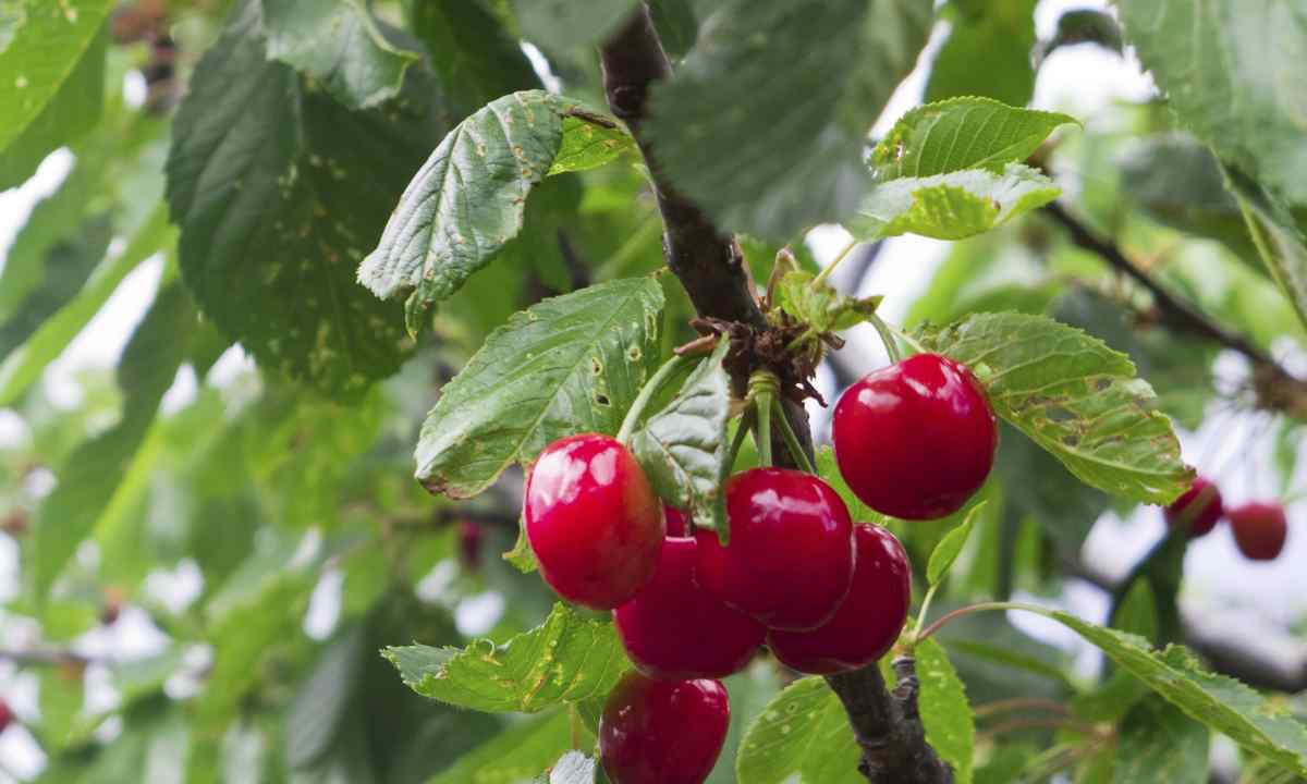 How to plant sweet cherry