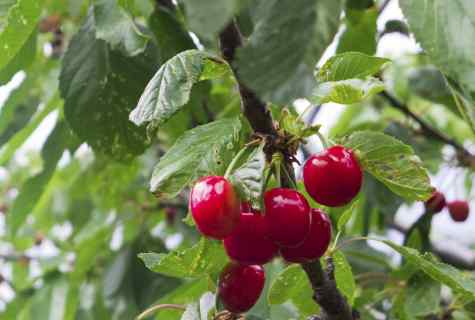 How to plant sweet cherry
