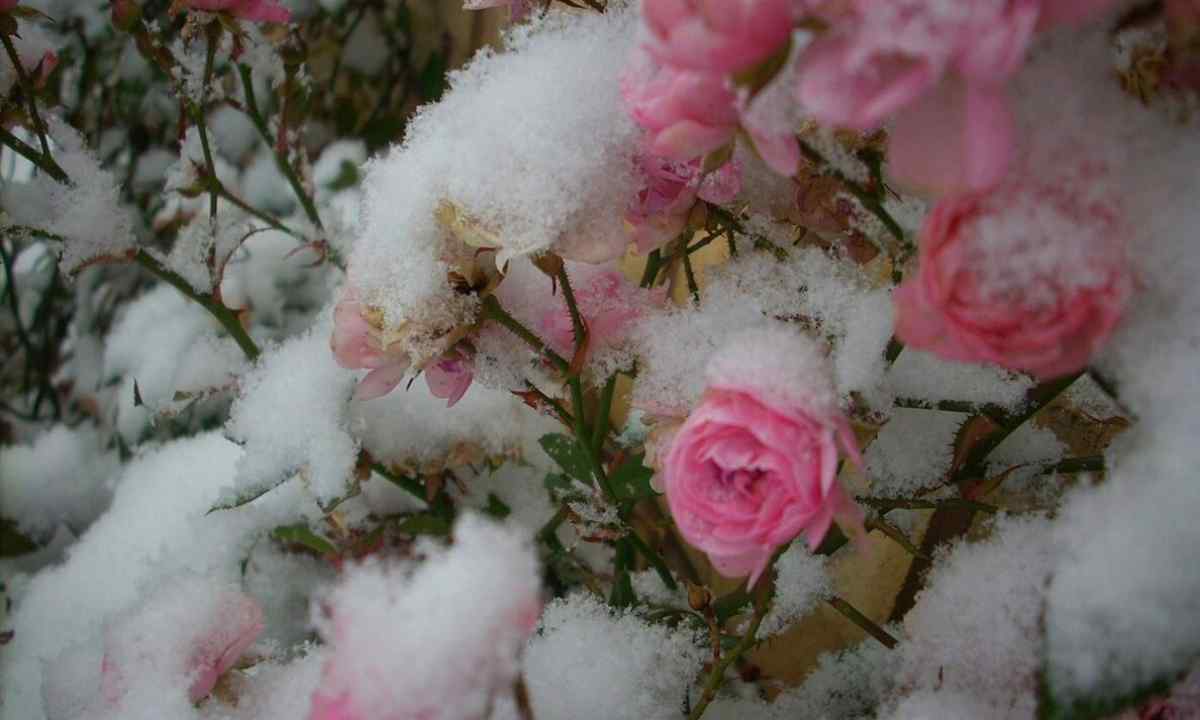How to keep roses in the winter