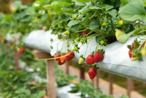 Than to fertilize strawberry