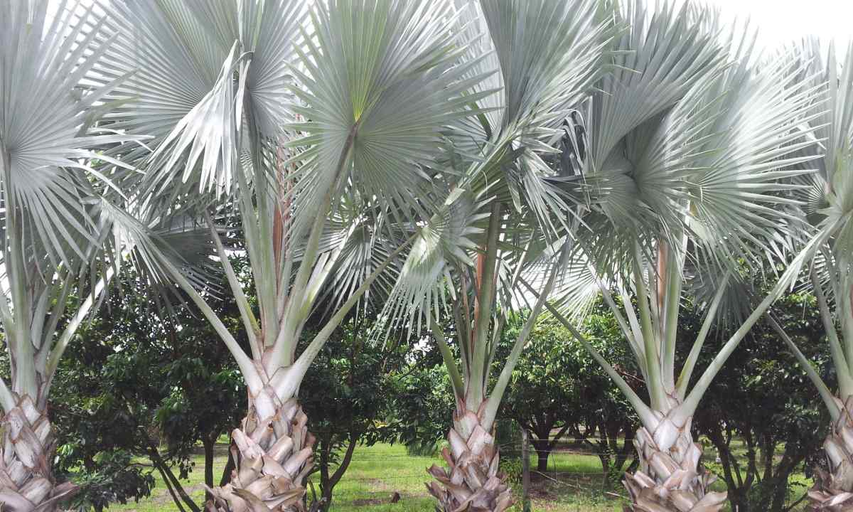 How to grow up palm tree