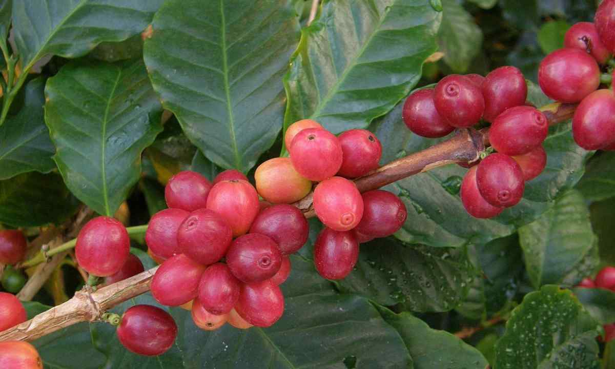 How to plant coffee tree