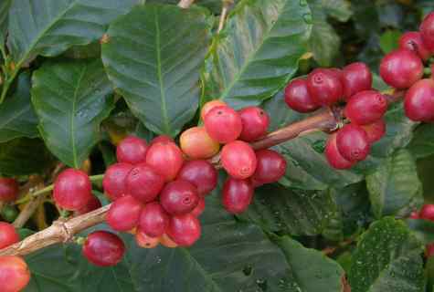 How to plant coffee tree