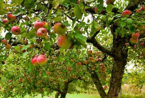 How to plant apple-tree in the fall
