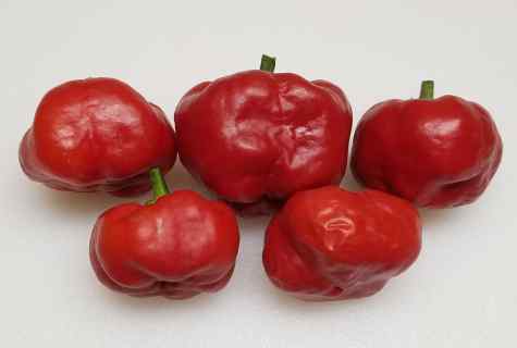 How to choose sweet pepper seeds in shop