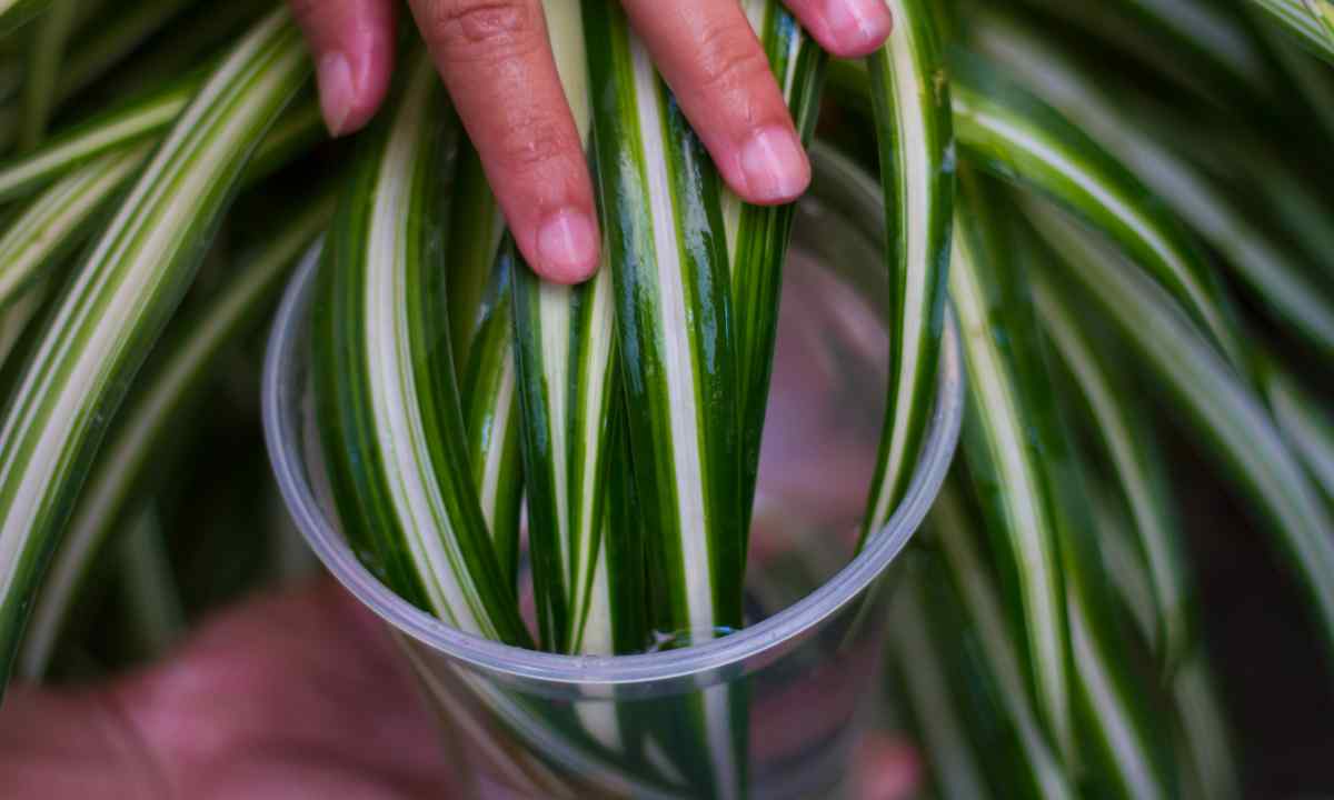 How to provide humidity to houseplants for the period of departure