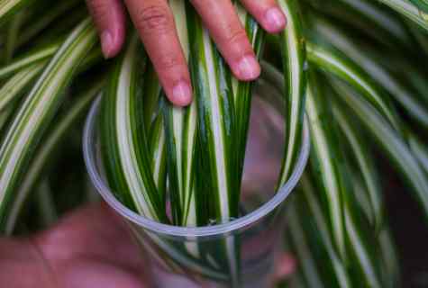 How to provide humidity to houseplants for the period of departure