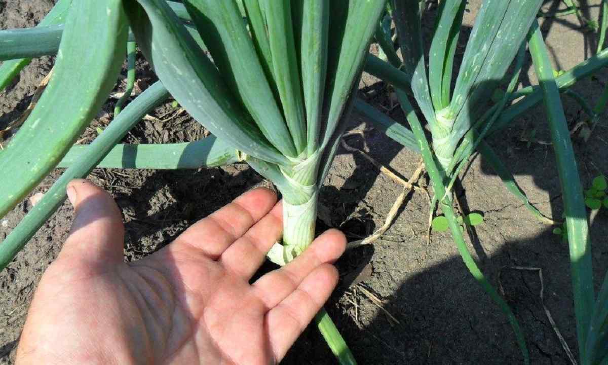 How to receive good harvest of onions