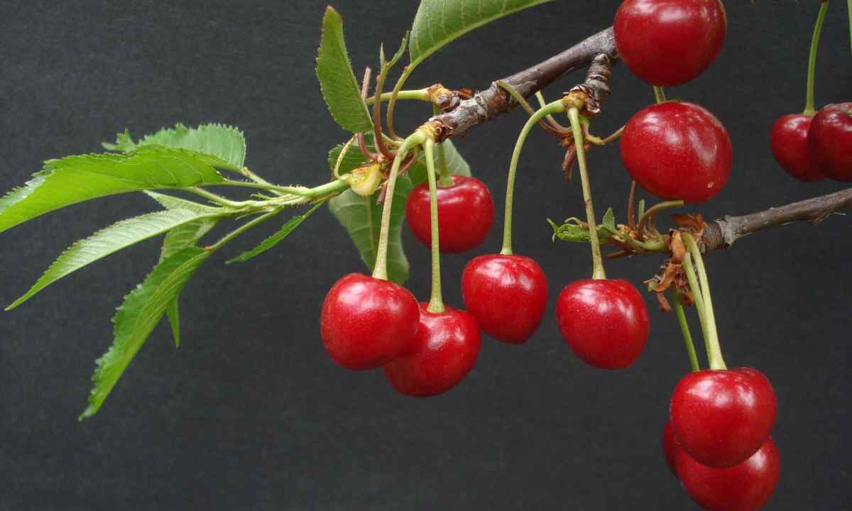 How to grow up sweet cherry