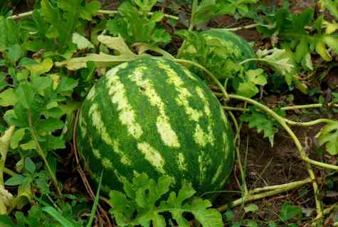 How to grow up watermelon in humid climate