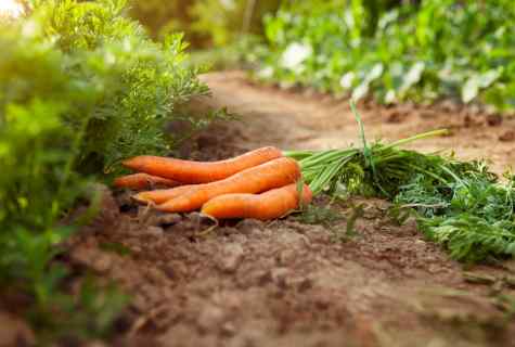 Why carrots grow bitter