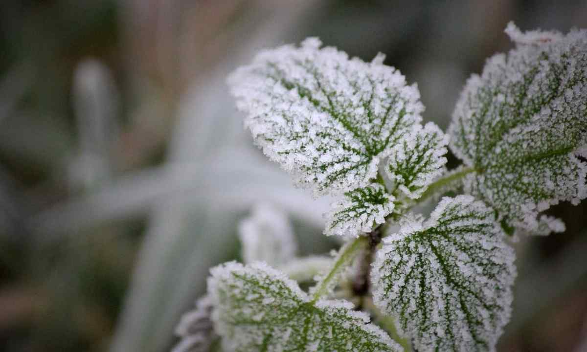 How to protect country plants from frosts