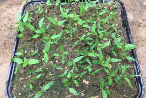 How to grow up good pepper from seeds
