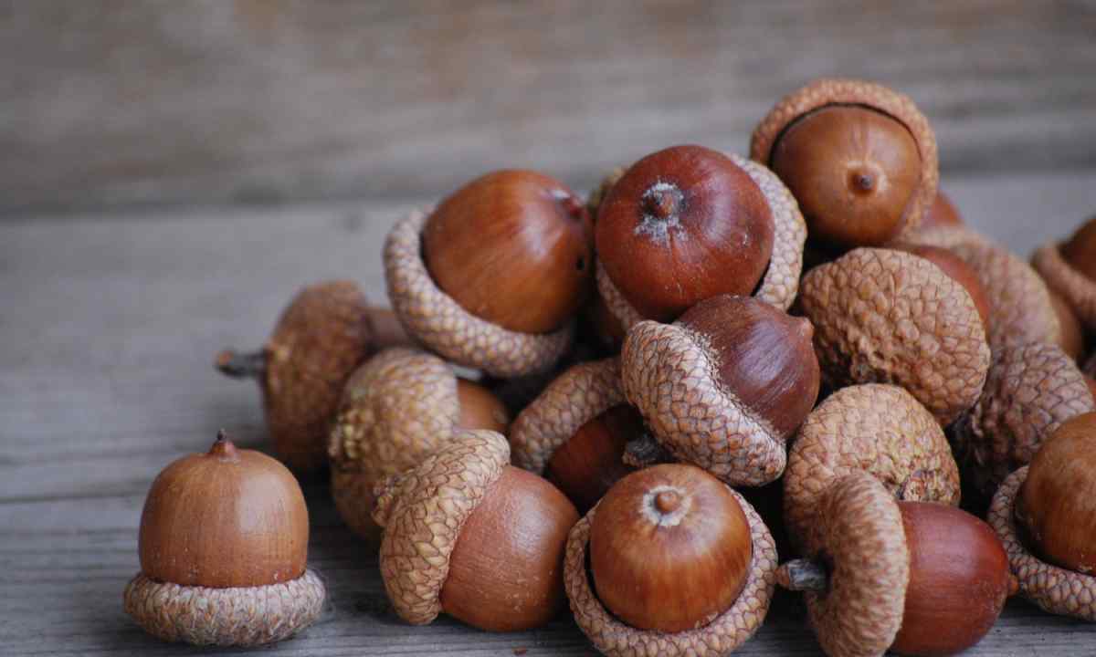 How to put acorn