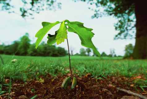 How to grow up tree from seed