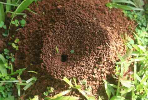 How to get rid of garden ants