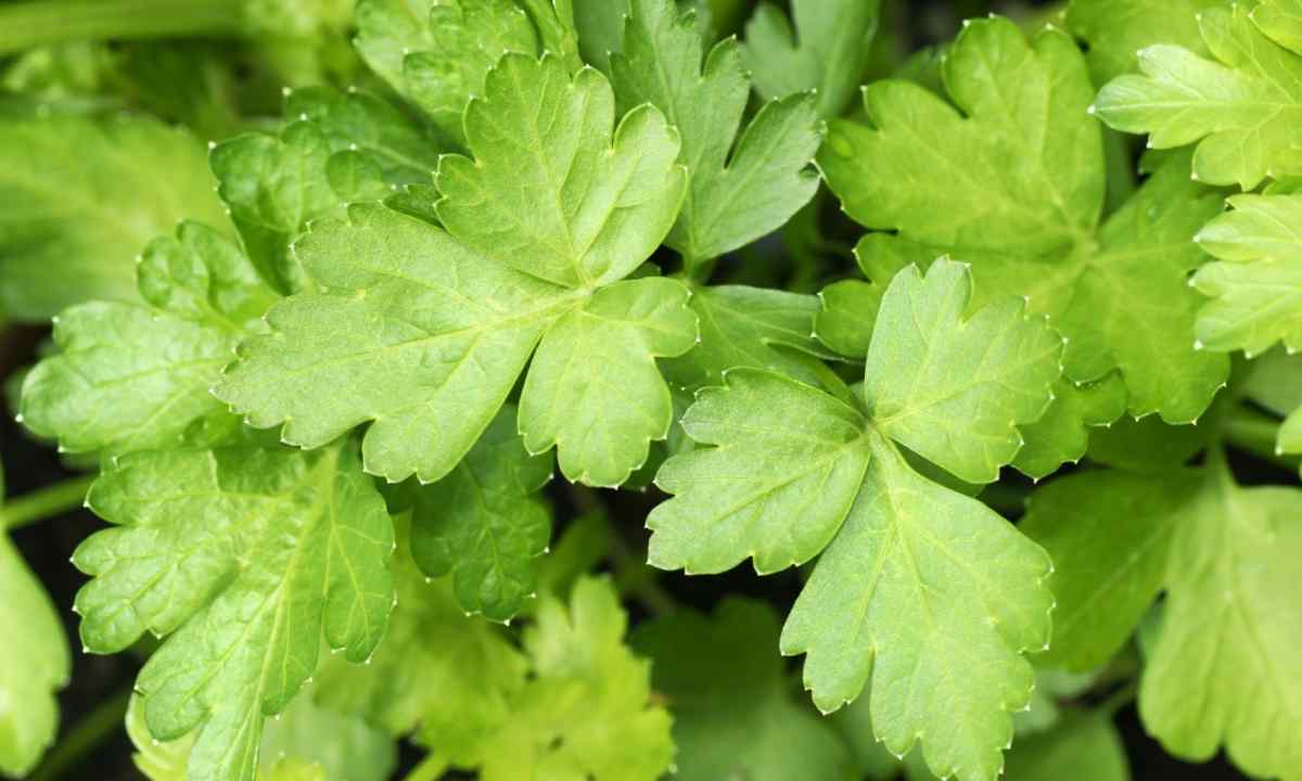 All about parsley: how to grow up