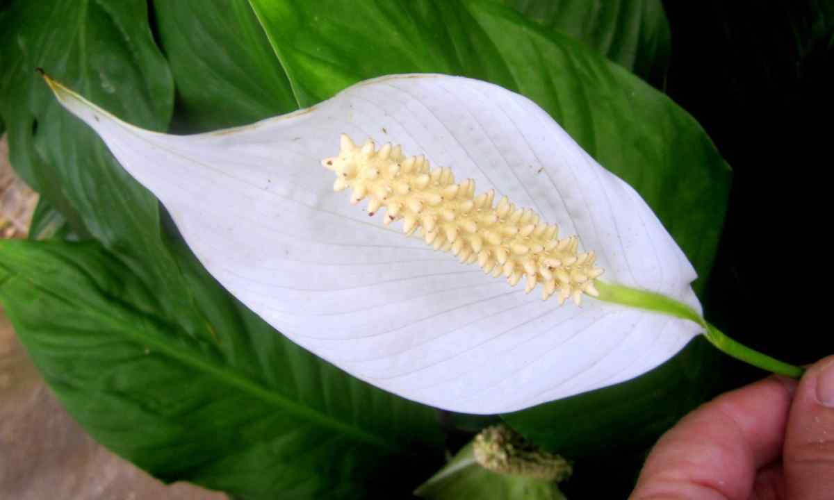 Why at flower spathiphyllum tips of leaves dry