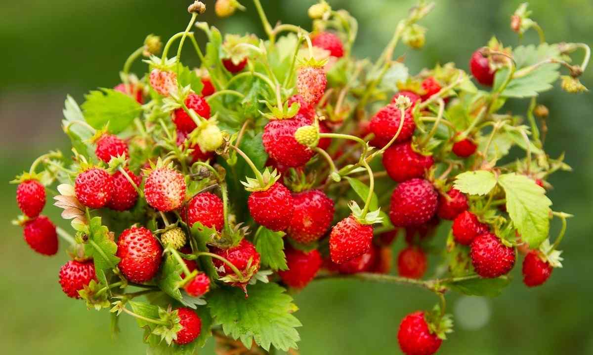 Spring care for wild strawberry