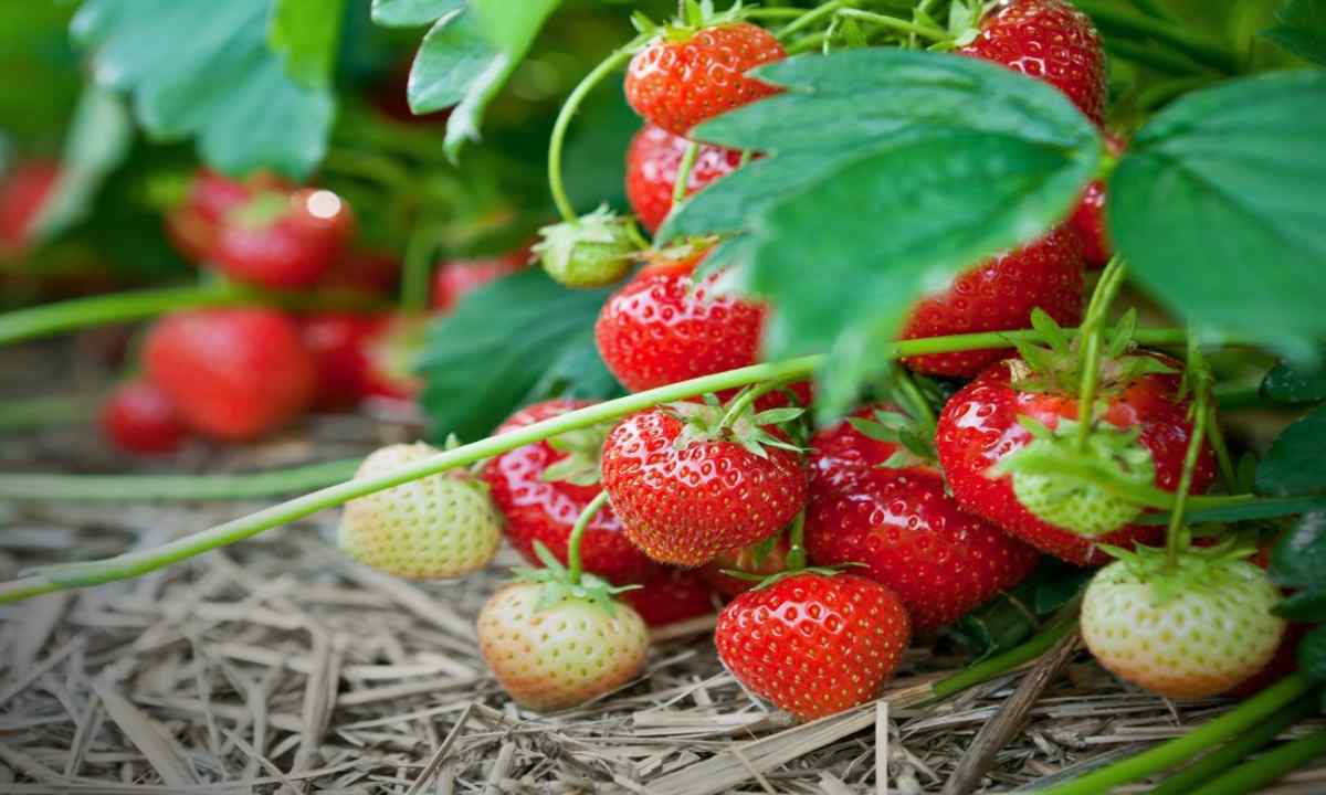 Basic care behind strawberry in the spring