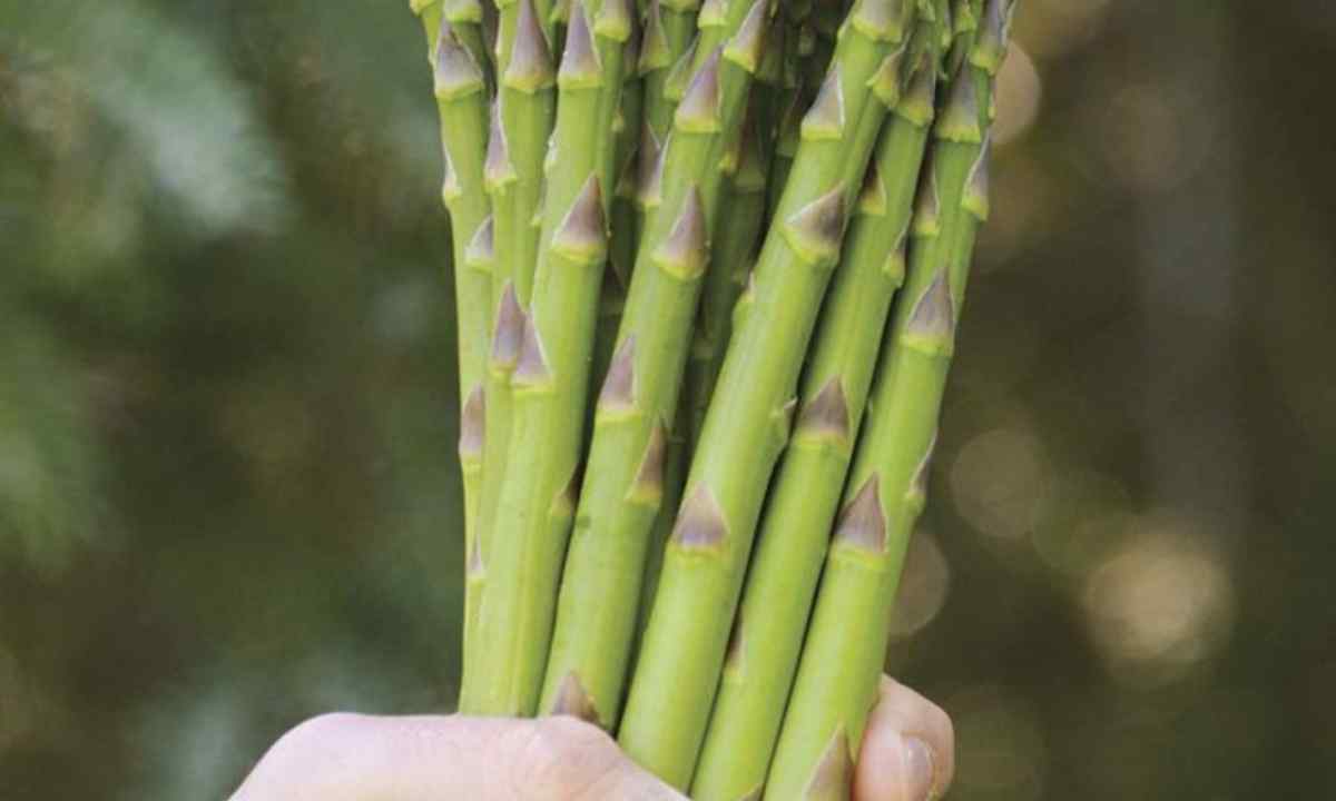 How to make asparagus seedling