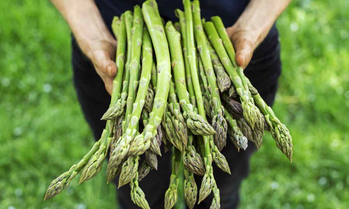 How to grow up asparagus from seeds