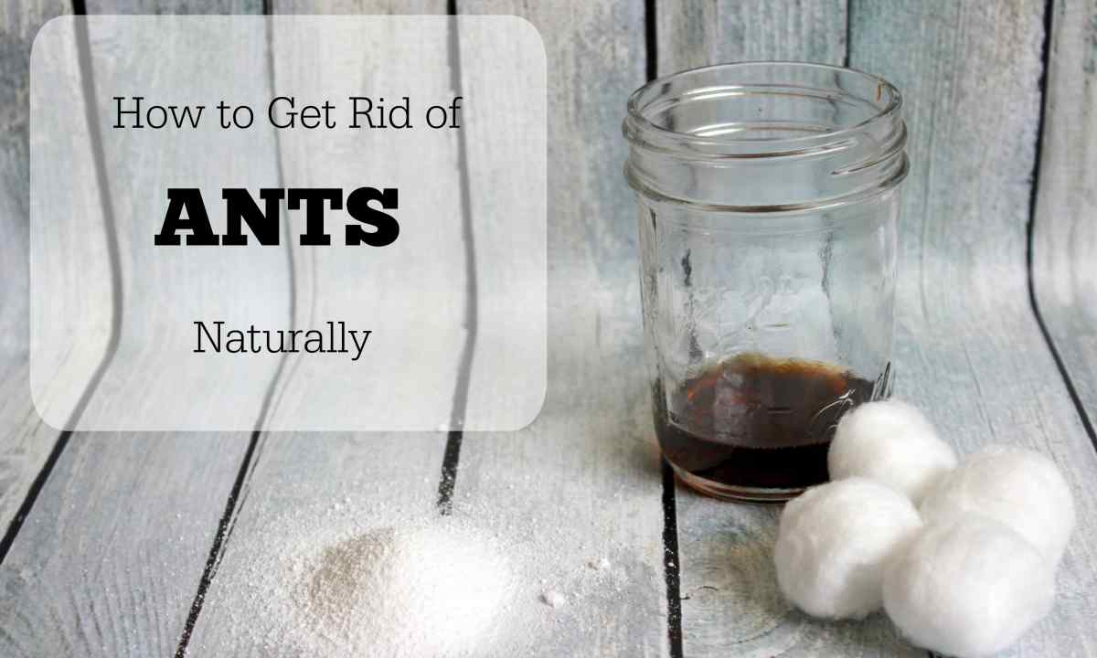How to get rid of ants folk remedies