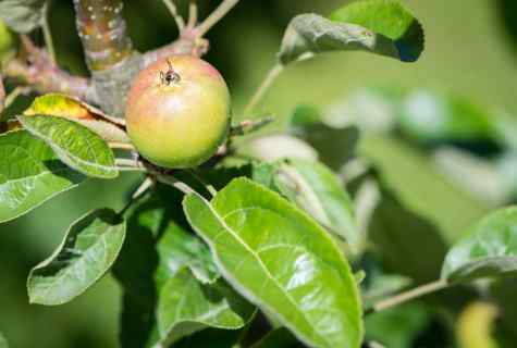 When it is necessary to plant apple-trees