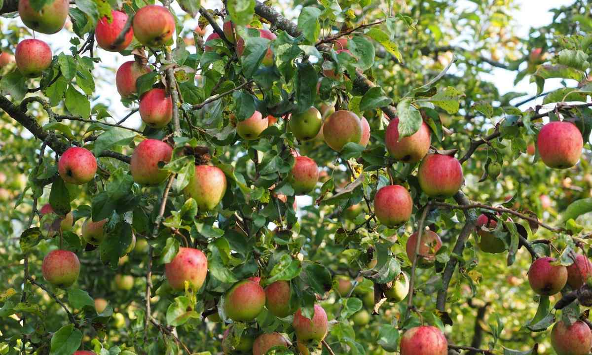 How to replace adult apple-tree