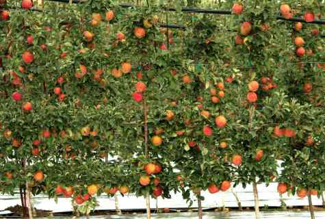 How to impart fruit-trees