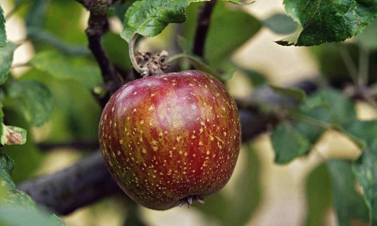 How to plant apple-trees