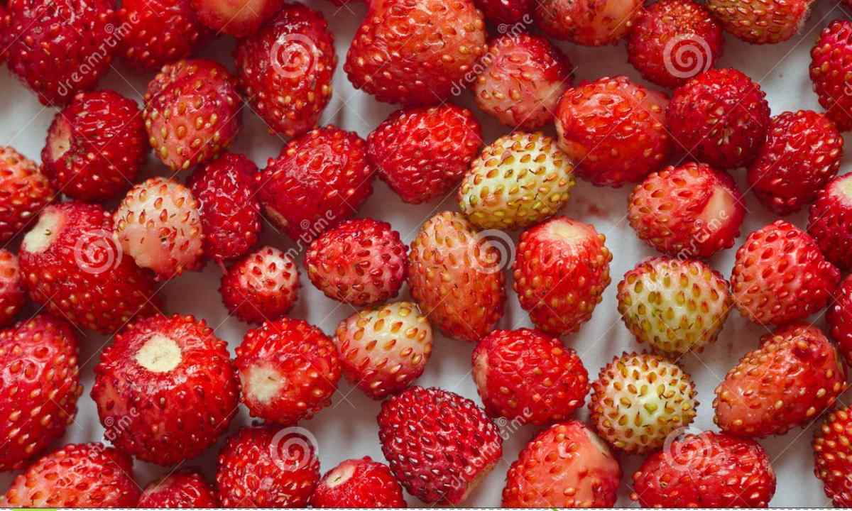 Extra root fertilizing of wild strawberry: recipes