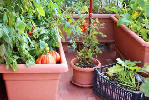 Early grades of tomatoes for balconies and house kitchen gardens