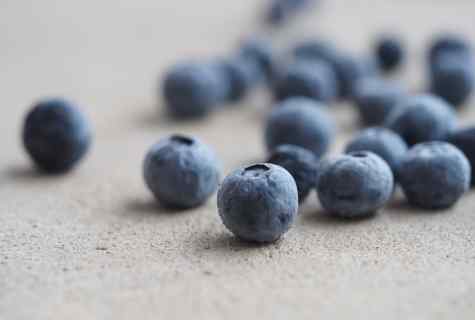 How to grow up bilberry seeds