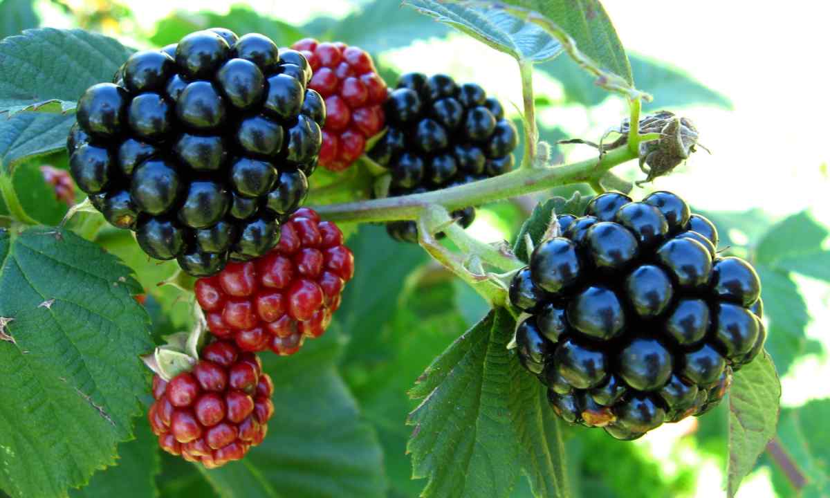 How to grow up garden blackberry from shank