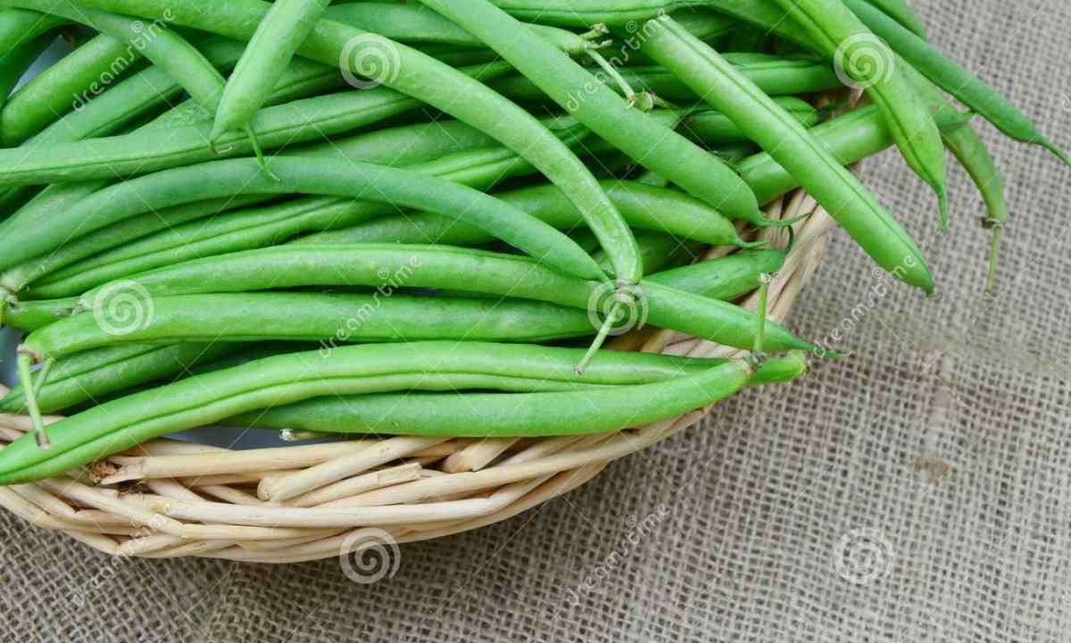 How to grow up asparagus haricot