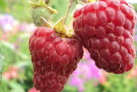 What grade of remontant raspberry one of the best: 