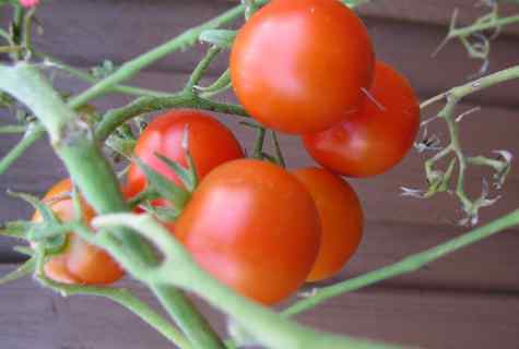 How to plant seeds of tomatoes