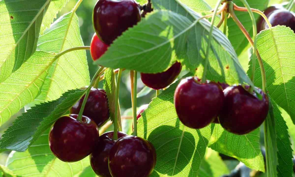 How to grow up sweet cherry in Moscow area